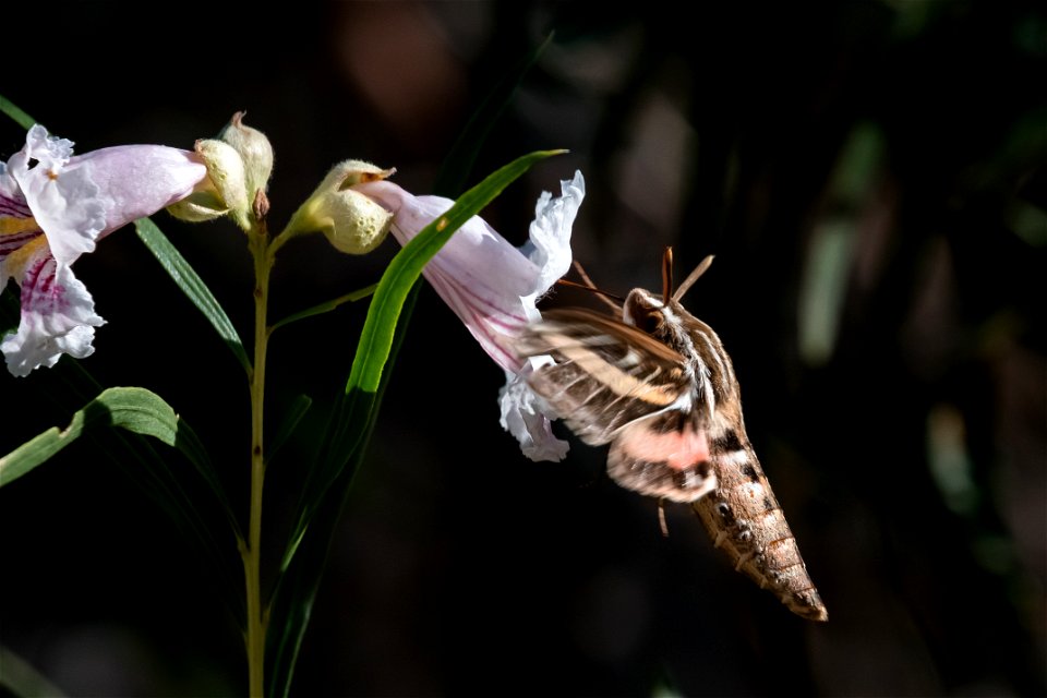 White-lined sphynx moth
