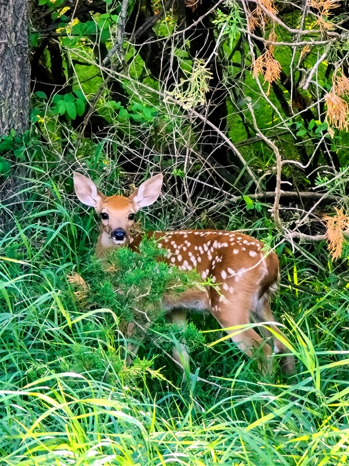 White-tailed Deer Fawn Lake Andes Wetland Management District South Dakota
