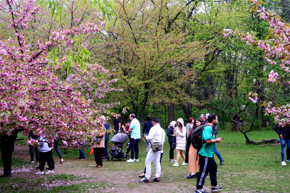 japanes_garden_rain_Herastrau (114)