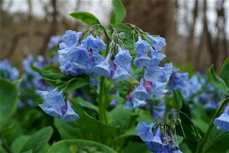 Blue Virginia Bluebells