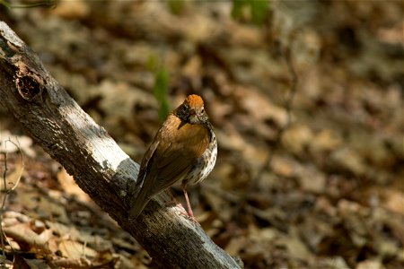 Wood Thrush photo