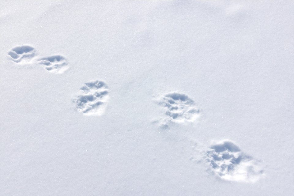 Wolf tracks in the snow