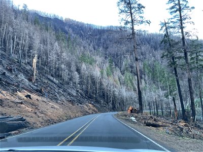 Hwy 224 Danger Trees on Mt. Hood National Forest photo