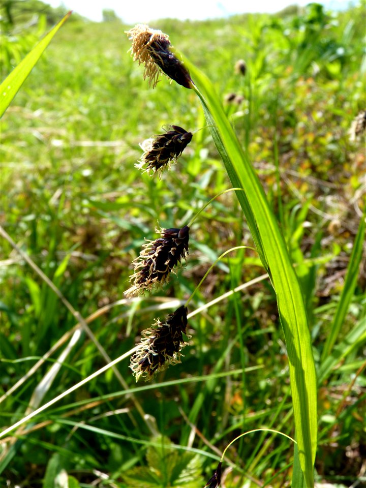 Carex in Allen Creek