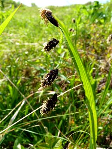 Carex in Allen Creek photo