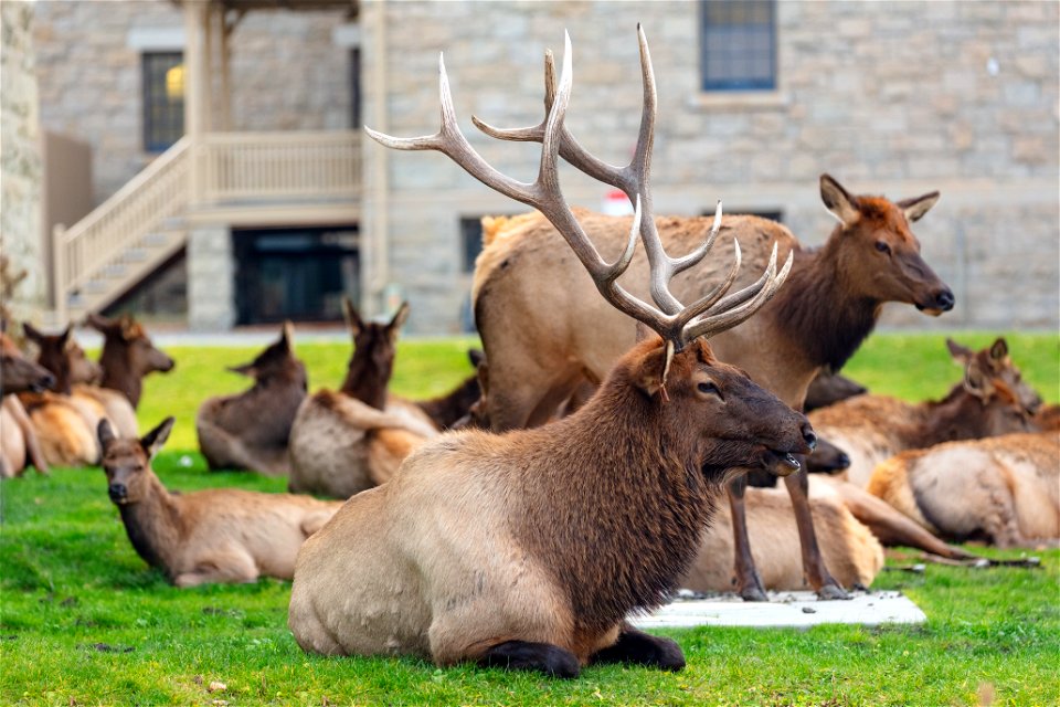 Bull elk and harem near administration parking lot (2)