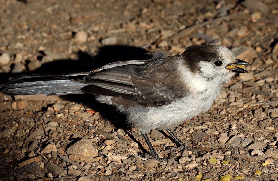 634 - CANADA JAY (07-24-2022) n of crater lake, klamath co, or -10