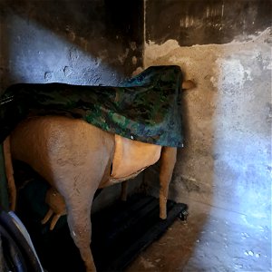 Unexplainable Storage of Cow Herculaneum Italy photo