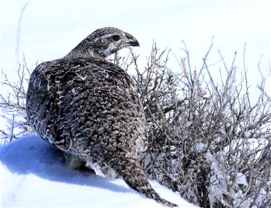 Greater sage-grouse on Seedskadee National Wildlife Refuge