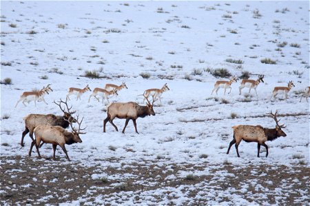 Bull Elk & Pronghorn Walking 1_Castle photo
