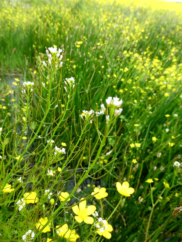 Cardamine parviflora L., 1759