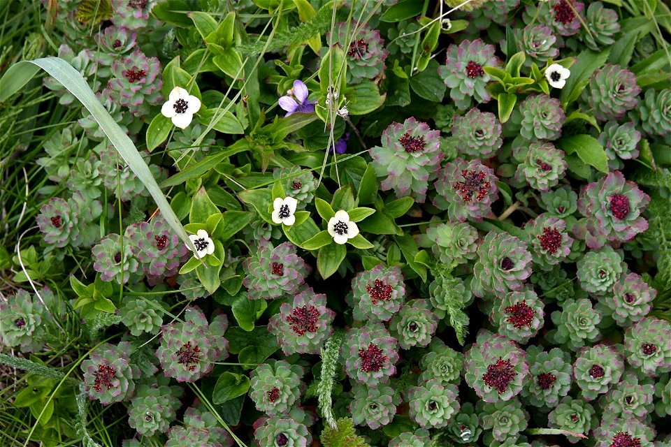 Ledge stonecrop photo