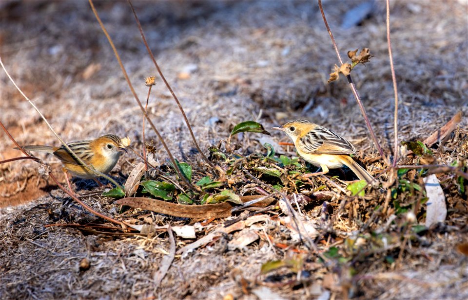 Golden-headed cisticolas