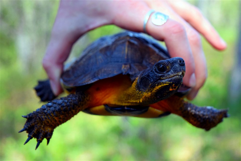 Head turn Wood Turtle photo