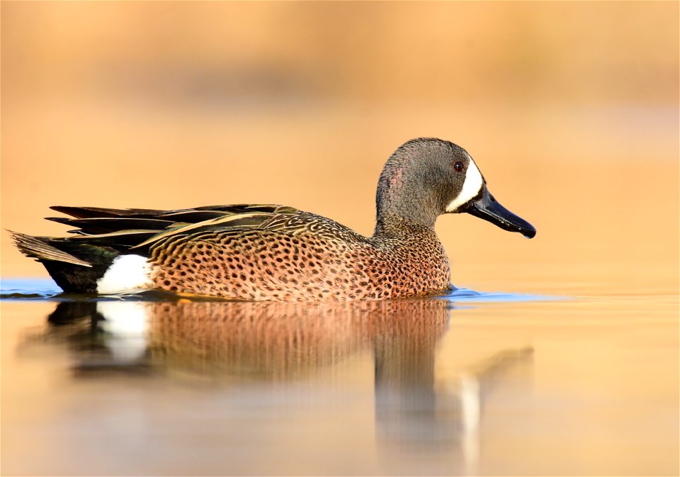 Blue-winged teal at Seedskadee National Wildlife Refuge