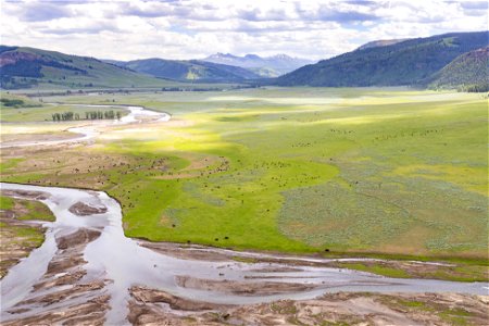 Yellowstone flood event 2022: bison in Lamar Valley after flood