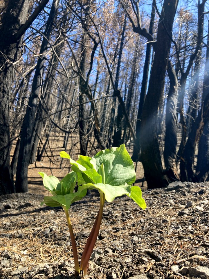 2021 BLM Fire Employee Photo Contest Category: The Land We Protect