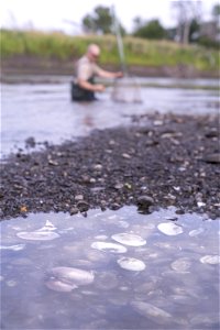 Mussel Collection in SD's James River photo