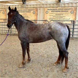 R roan l 1