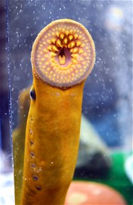 Duluth Boat Show - Sea Lamprey Booth photo