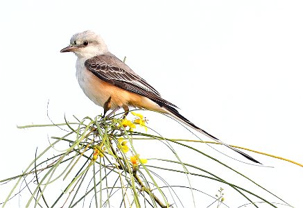 610 - SCISSOR-TAILED FLYCATCHER (12-08-2021) san benito wtp, cameron co, tx -01