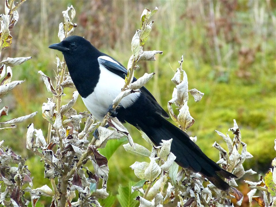Black-billed Magpie