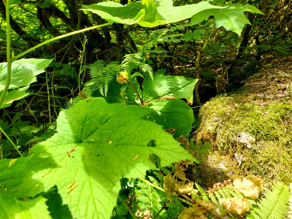 Trillium fruit, Mt. Baker-Snoqualmie National Forest. Photo by Anne Vassar July 21, 2021.