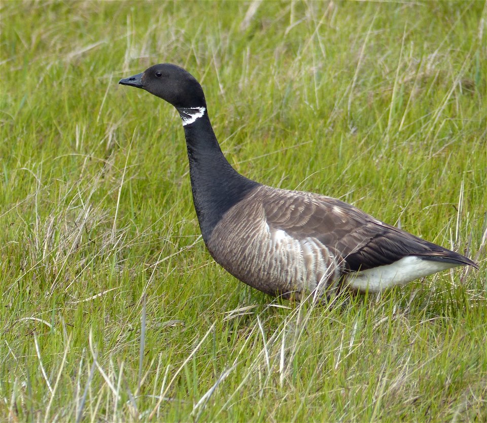Brant