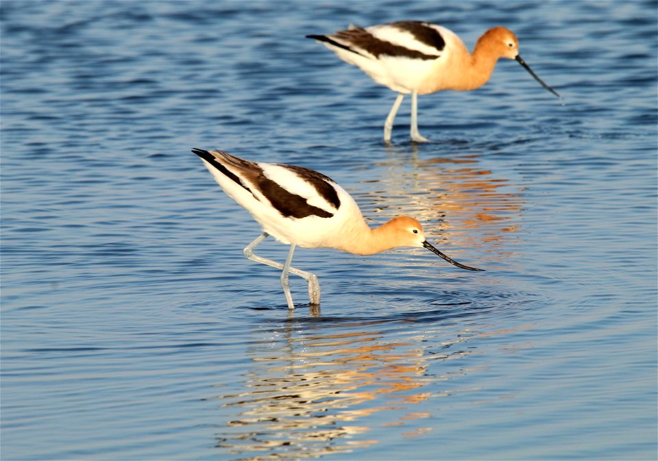 American Avocet Huron Wetland Management District, South Dakota