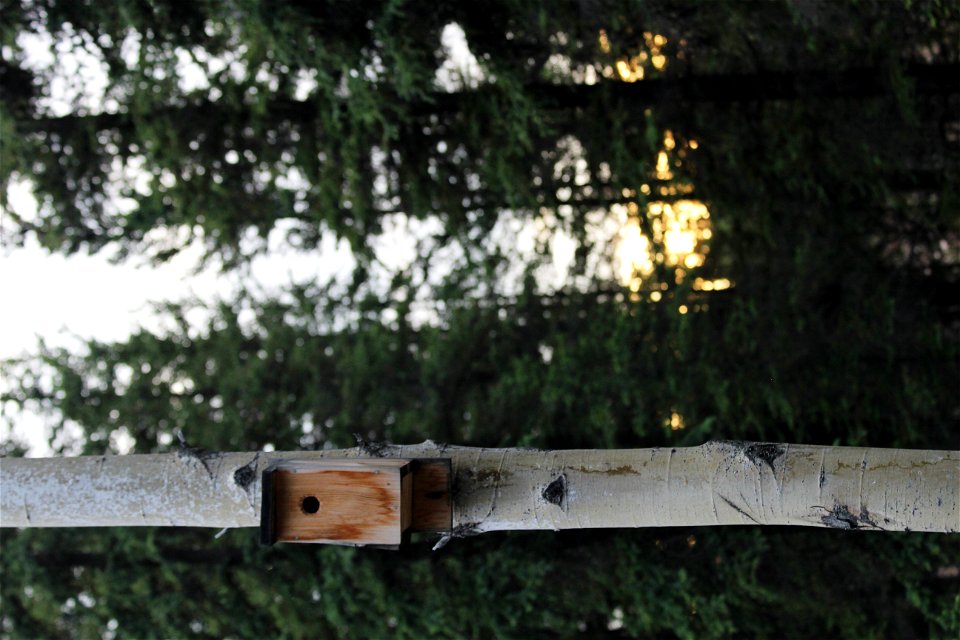 Bird house on birch tree
