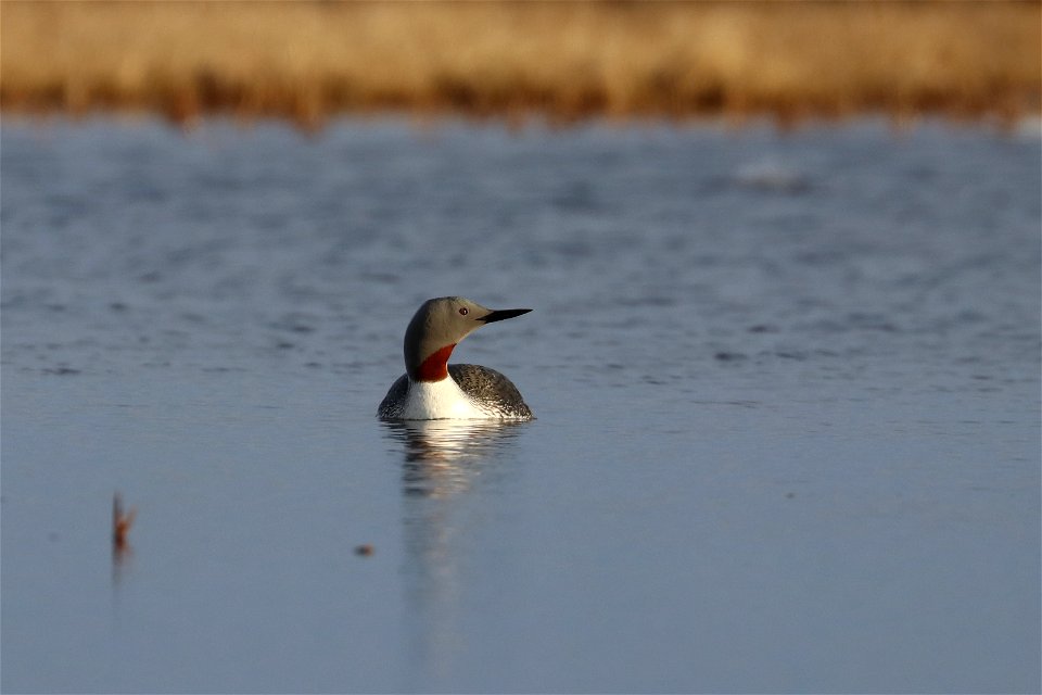 Red-throated loon