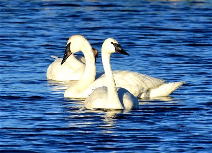 Trumpeter swan at Seedskadee National Wildlife Refuge