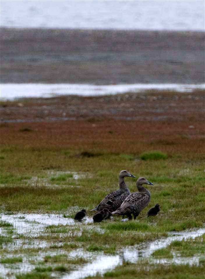 Common Eiders