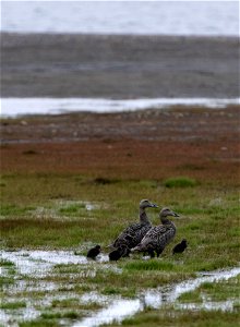 Common Eiders photo