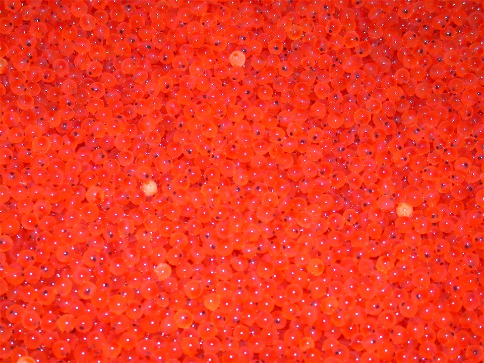 Rainbow Trout Eggs