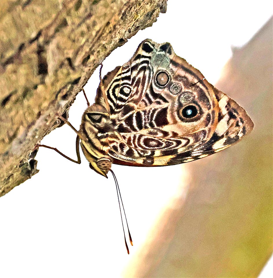 BEAUTY, BLOMFILD'S (Smyrna blomfildia) (02-24-2023) national butterfly center, hidalgo co, tx -03