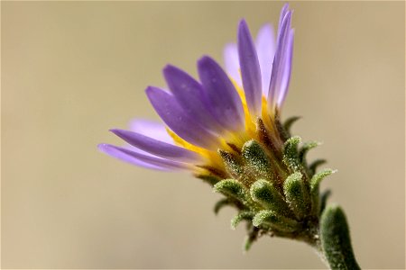 Dieteria canescens