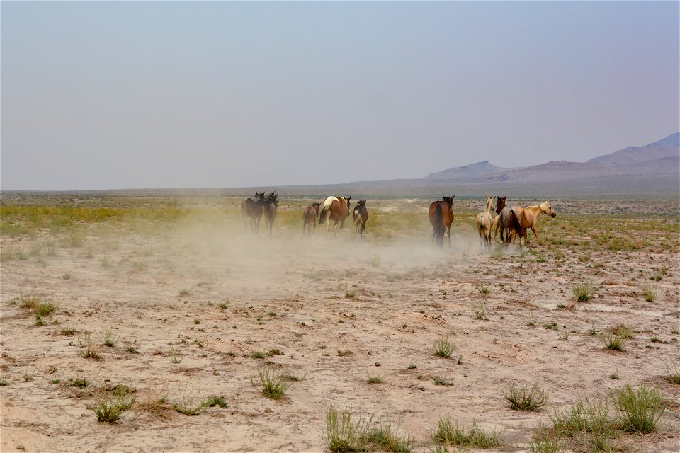 2021 Onaqui Herd Management Area