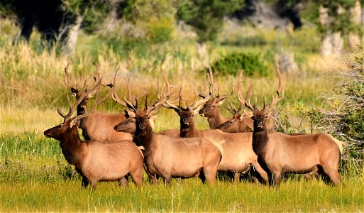 Elk at Seedskadee National Wildlife Refuge