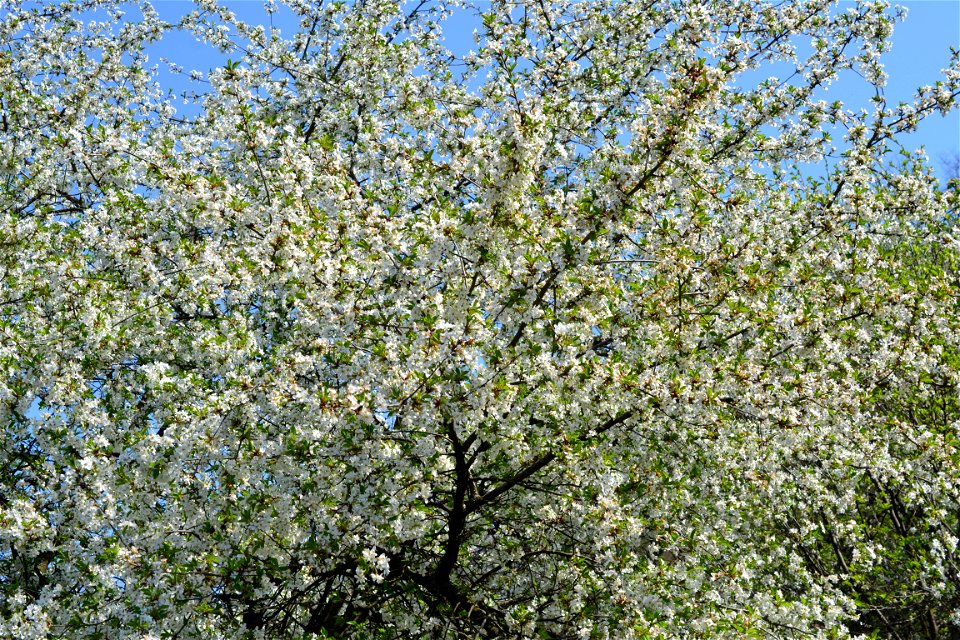 Spring ,April 2023