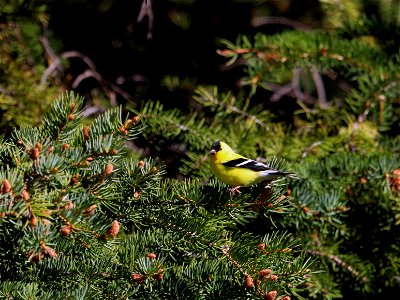 American Goldfinch on the National Elk Refuge