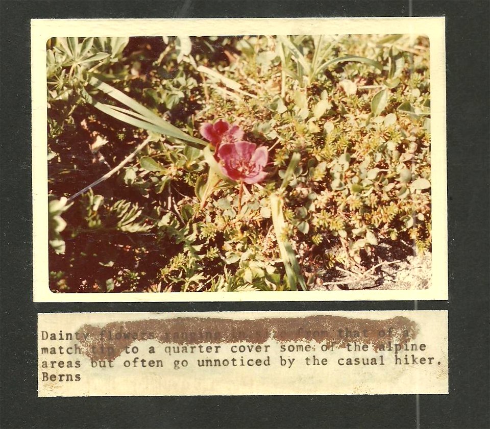 (1970) Alpine Wildflower