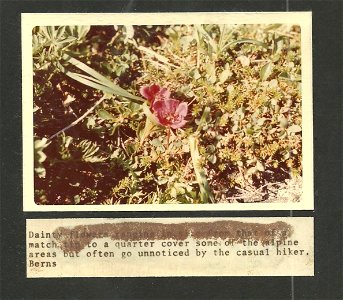 (1970) Alpine Wildflower photo