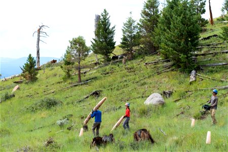 July 2022 Douglas fir planting on Mt. Elden