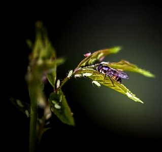 Detail on a weed photo