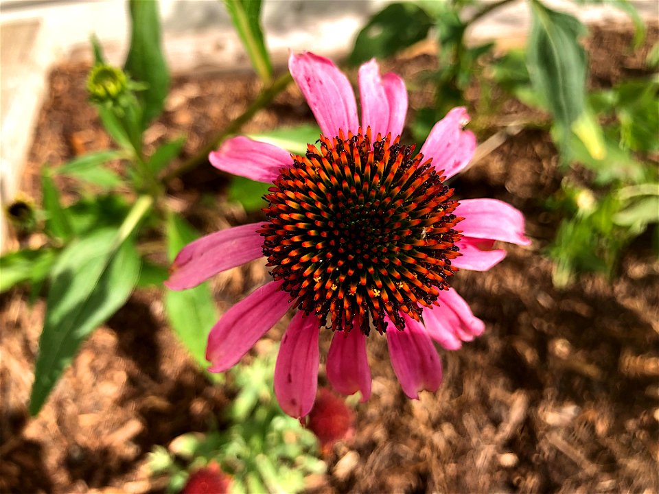 Echinacea??