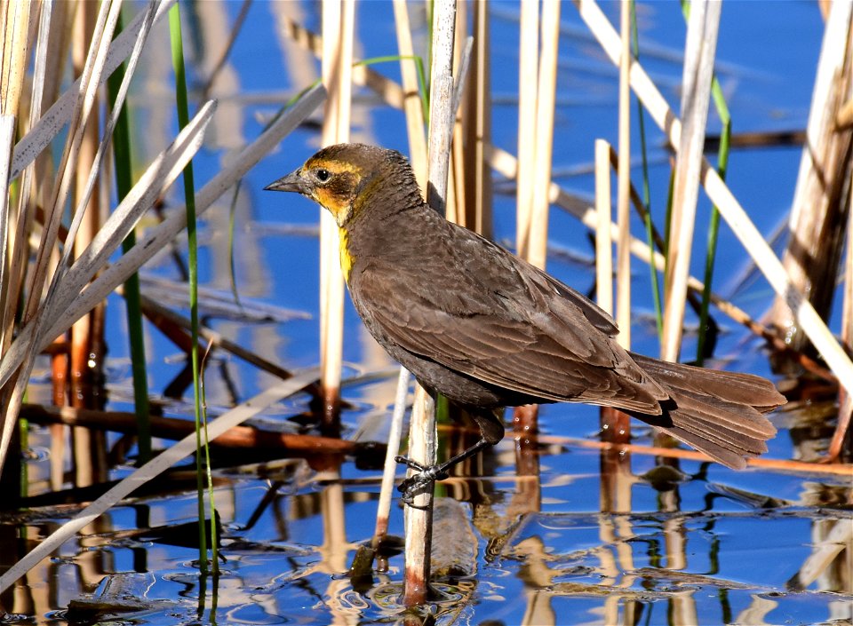 Yellow headed blackbird at Seedskadee National Wildlife Refuge