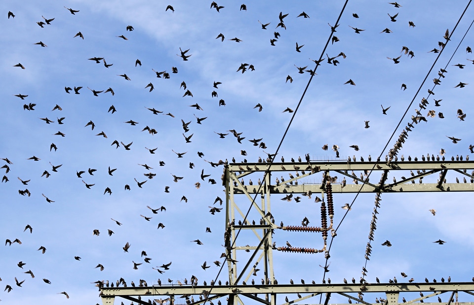 Flock of birds birds on power pole resting place