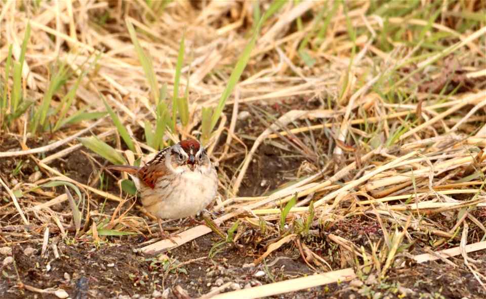 Swamp Sparrow Huron Wetland Management District