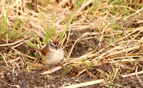 Swamp Sparrow Huron Wetland Management District photo